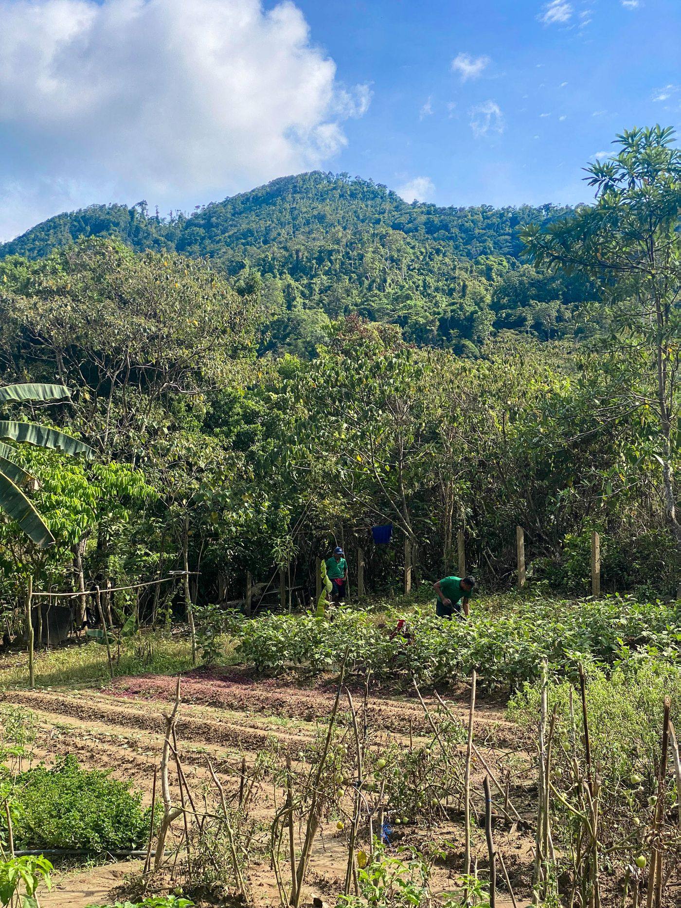 Atalaya's farm plots in New Ibajay, Palawan